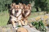 CHIEN FINNOIS DE LAPONIE 466